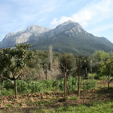 L'oliveto * Oliena