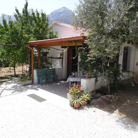 L'oliveto * Oliena