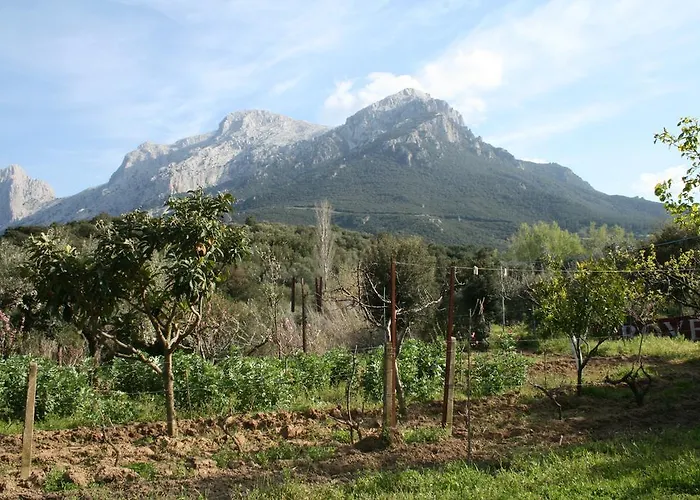 L'oliveto * Ольена